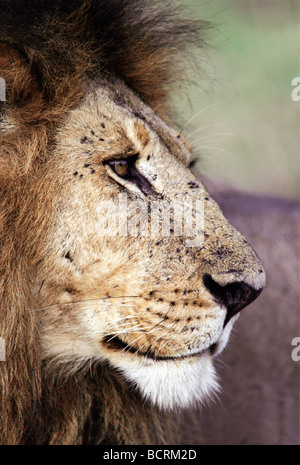 Close up ritratto profilo del leone maschio che mostra segni di spunta sul suo viso Masai Mara riserva nazionale del Kenya Africa orientale Foto Stock