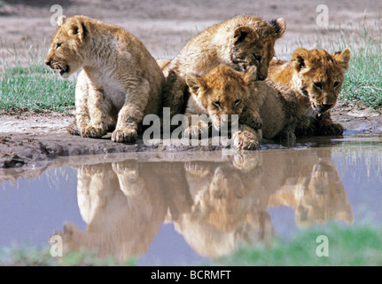 Lion cubs guardando le loro riflessioni a lato della piscina Parco Nazionale del Serengeti Tanzania Africa orientale Foto Stock