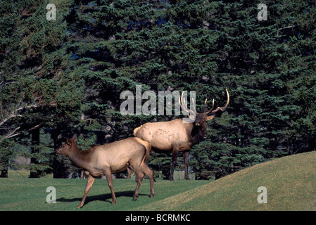 Bull Elk e Vacca (Cervus canadensis) pascolano sui campi da Golf, Banff, Alberta, Canada - Parco Nazionale di Banff, Montagne Rocciose Canadesi Foto Stock