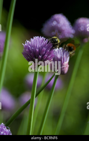 Due api al lavoro in un giardino Foto Stock