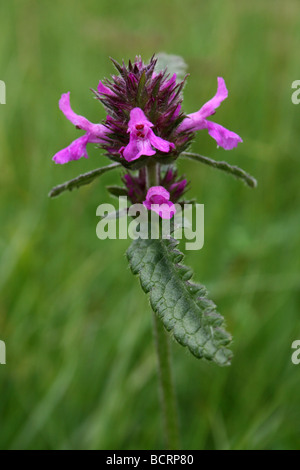 Betony Stachys officinalis prese a Malham Cove, nello Yorkshire, Inghilterra, Regno Unito Foto Stock