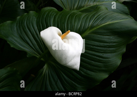 White Arum Lily Zantedeschia aethiopica prese a Calderstones Park, Liverpool, Regno Unito Foto Stock