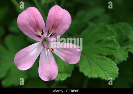Rosa Pelargonium tomentosum Flower prese a Calderstones Park, Liverpool, Regno Unito Foto Stock