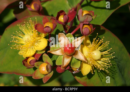 L'arbusto perenne Tutsan Hypericum androsaemum prese a Martin mera WWT, LANCASHIRE REGNO UNITO Foto Stock