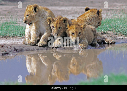 Quattro 4 Lion cubs a lato della piscina Parco Nazionale del Serengeti Tanzania Africa Orientale LION CUBS BERE RIFLESSIONI AFRICA PISCINA Foto Stock