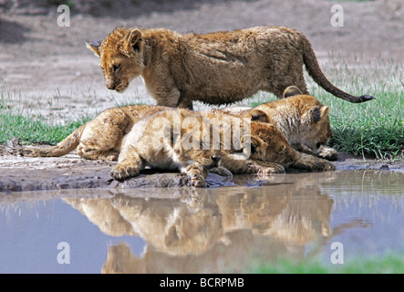 Quattro 4 Lion cubs a lato della piscina quattro 4 Lion cubs a lato della piscina Parco Nazionale del Serengeti Tanzania Africa orientale Foto Stock