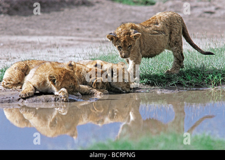 Quattro 4 Lion cubs a lato della piscina Parco Nazionale del Serengeti Tanzania Africa Orientale LION CUBS BERE RIFLESSIONI AFRICA PISCINA Foto Stock