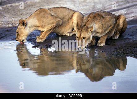 Due leonesse con riflessioni di bere sulla riva del lago Magadi Serengeti National Park Tanzania Africa orientale Foto Stock