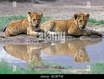 Due 2 Lion cubs a lato della piscina Parco Nazionale del Serengeti Tanzania Africa Orientale LION CUBS BERE RIFLESSIONI AFRICA PISCINA Foto Stock