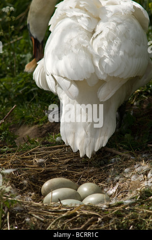 Femmina a guardia del cigno e incubando le uova Foto Stock