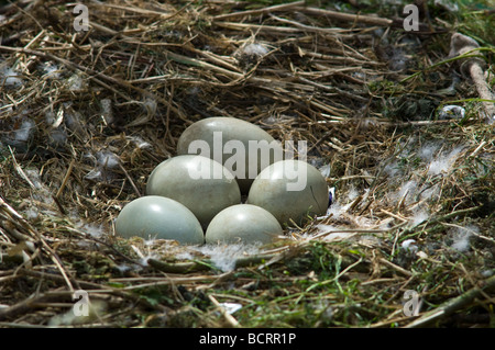 Femmina a guardia del cigno e incubando le uova Foto Stock