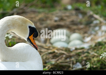 Femmina a guardia del cigno e incubando le uova Foto Stock