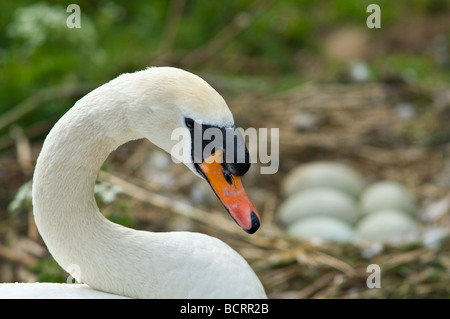 Femmina a guardia del cigno e incubando le uova Foto Stock