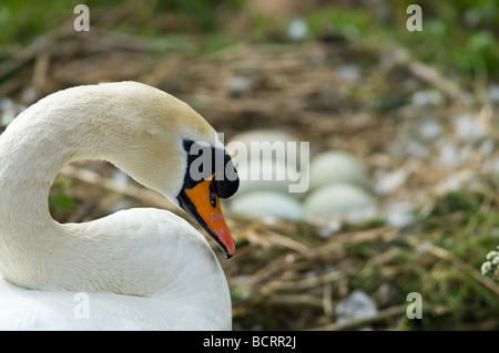 Femmina a guardia del cigno e incubando le uova Foto Stock