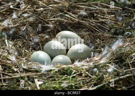 Femmina a guardia del cigno e incubando le uova Foto Stock