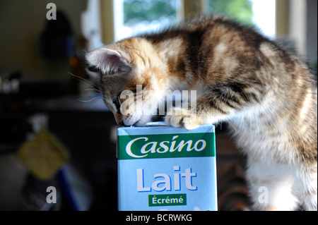 Funny animals little kitten giocando con il cartone di latte Foto Stock