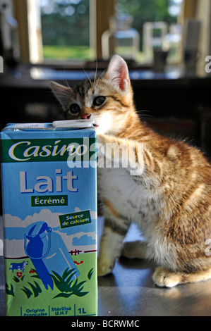 Funny animals little kitten giocando con il cartone di latte Foto Stock