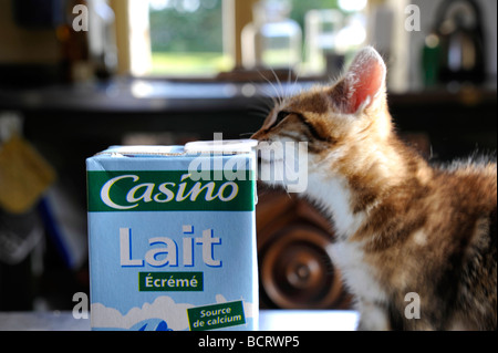 Funny animals little kitten giocando con il cartone di latte Foto Stock