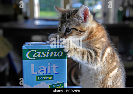 Funny animals little kitten giocando con il cartone di latte Foto Stock