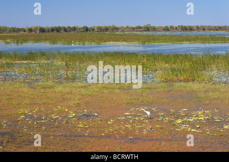 Grande garzette a Mamukala zone umide nel Parco Nazionale Kakadu, Territorio del Nord, l'Australia Foto Stock