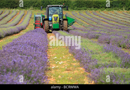 Il trattore e il driver di taglio Heacham lavanda harvest Foto Stock