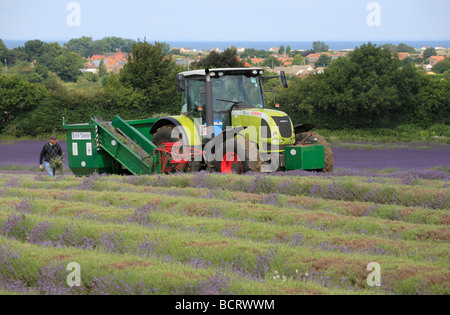 La raccolta di lavanda a Heacham in Norfolk. Foto Stock