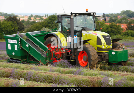 Conducente del trattore il taglio di lavanda a Heacham in Norfolk. Foto Stock