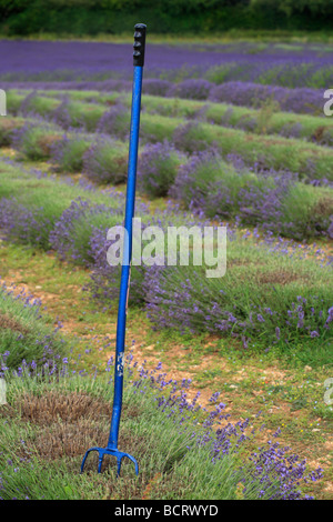 Un forcone blu per l'uso durante il raccolto di lavanda a Heacham. Foto Stock