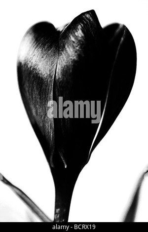 Immagine contemporanea del classico crocus in bianco e nero arte fotografia Jane Ann Butler JABP Fotografia345 Foto Stock