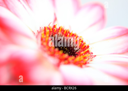 Fresca e pura immagine contemporanea di una punta rossa gerbera arte fotografia Jane Ann Butler JABP Fotografia357 Foto Stock