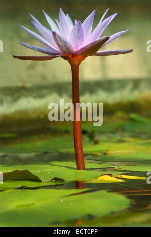 Violetta lotus flower blooming Foto Stock