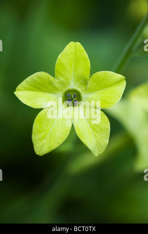 Nicotiana 'verde lime' Fiore, pianta di tabacco " verde lime". Nicotiana alata 'verde lime" Foto Stock