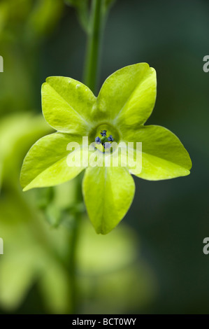 Nicotiana 'verde lime' Fiore, pianta di tabacco " verde lime". Nicotiana alata 'verde lime" Foto Stock