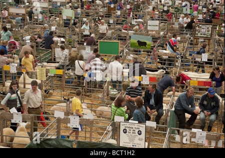 Visitatori e concorrenti nella grande mostra di pecora Preparazione capannone presso il Royal Welsh Agricultural Show event Foto Stock