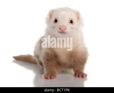 Ferret, Mustela putorius furo, 7 anni, di fronte a uno sfondo bianco, studio shot Foto Stock