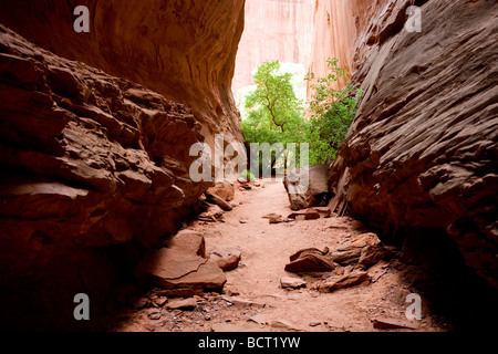 Il Burr Trail, un suggestivo percorso backcountry che va dalla montagna città di Boulder per Capital Reef National Park, vicino a Escalante Foto Stock