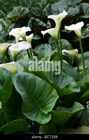 White Arum Lily Zantedeschia aethiopica prese a Calderstones Park, Liverpool, Regno Unito Foto Stock