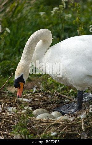 Femmina a guardia del cigno e incubando le uova Foto Stock