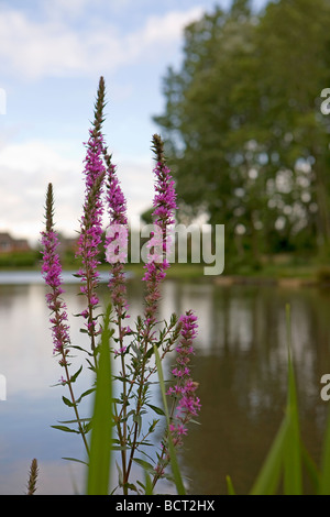 Un cluster di Purple Loosestrife (Lythrum salicaria) sul watersedge della fossa Ackers, Warrington, Cheshire, Regno Unito Foto Stock