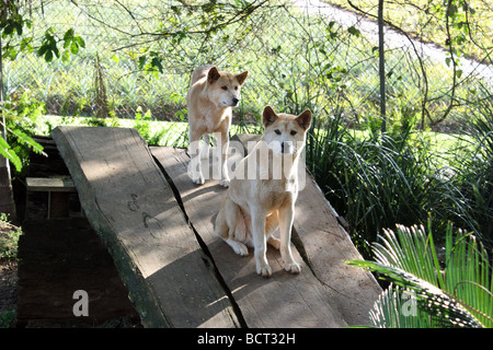 Due DINGOES IN UNO ZOO ORIZZONTALE11291 BDA Foto Stock