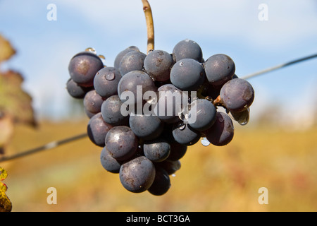 Grappolo di uva unpicked sinistro durante il raccolto nella zona del Chianti classico in Toscana Italia Foto Stock