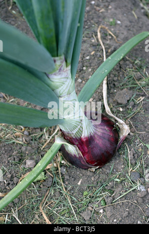 Le cipolle rosse su un riparto Foto Stock