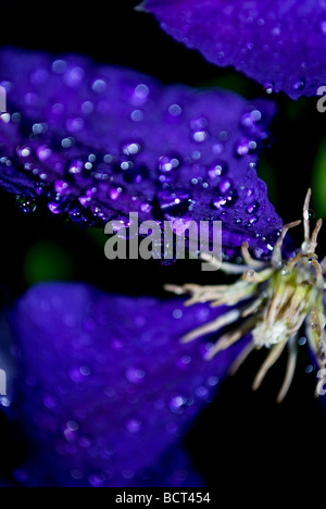 "Clematis close up" "clematis' 'viola fiore" Foto Stock