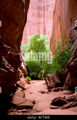 Il Burr Trail, un suggestivo percorso backcountry che va dalla montagna città di Boulder per Capital Reef National Park, vicino a Escalante Foto Stock