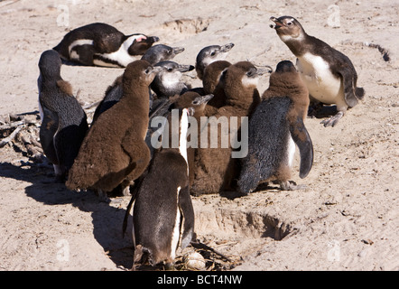 Un gruppo di bambini pinguini alla attenzione mentre un adulto squawks a loro. Foto Stock