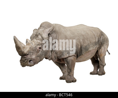 Rinoceronte bianco o quadrato rinoceronte a labbro, Ceratotherium simum, 10 anni, di fronte a uno sfondo bianco, studio shot Foto Stock