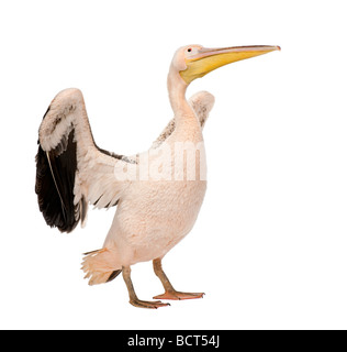 White Pelican, Pelecanus onocrotalus, diciotto mesi, di fronte a uno sfondo bianco, studio shot Foto Stock