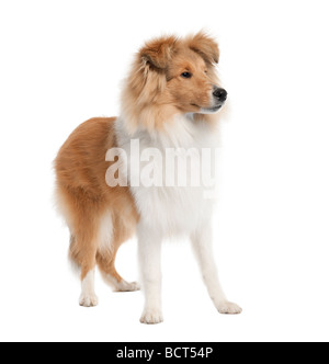 Sheltie cane, 5 mesi di età, di fronte a uno sfondo bianco, studio shot Foto Stock