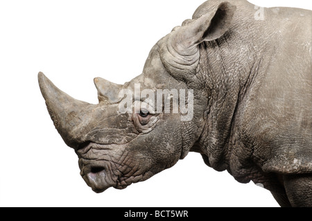 Rinoceronte bianco, Ceratotherium simum, 10 anni, di fronte a uno sfondo bianco, studio shot Foto Stock