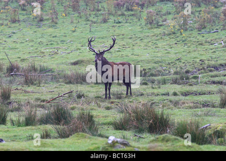 Il cervo (Cervus elaphus) è una delle più grandi specie di cervi. Il cervo abita la maggior parte di Europa - in piedi sotto la pioggia Foto Stock